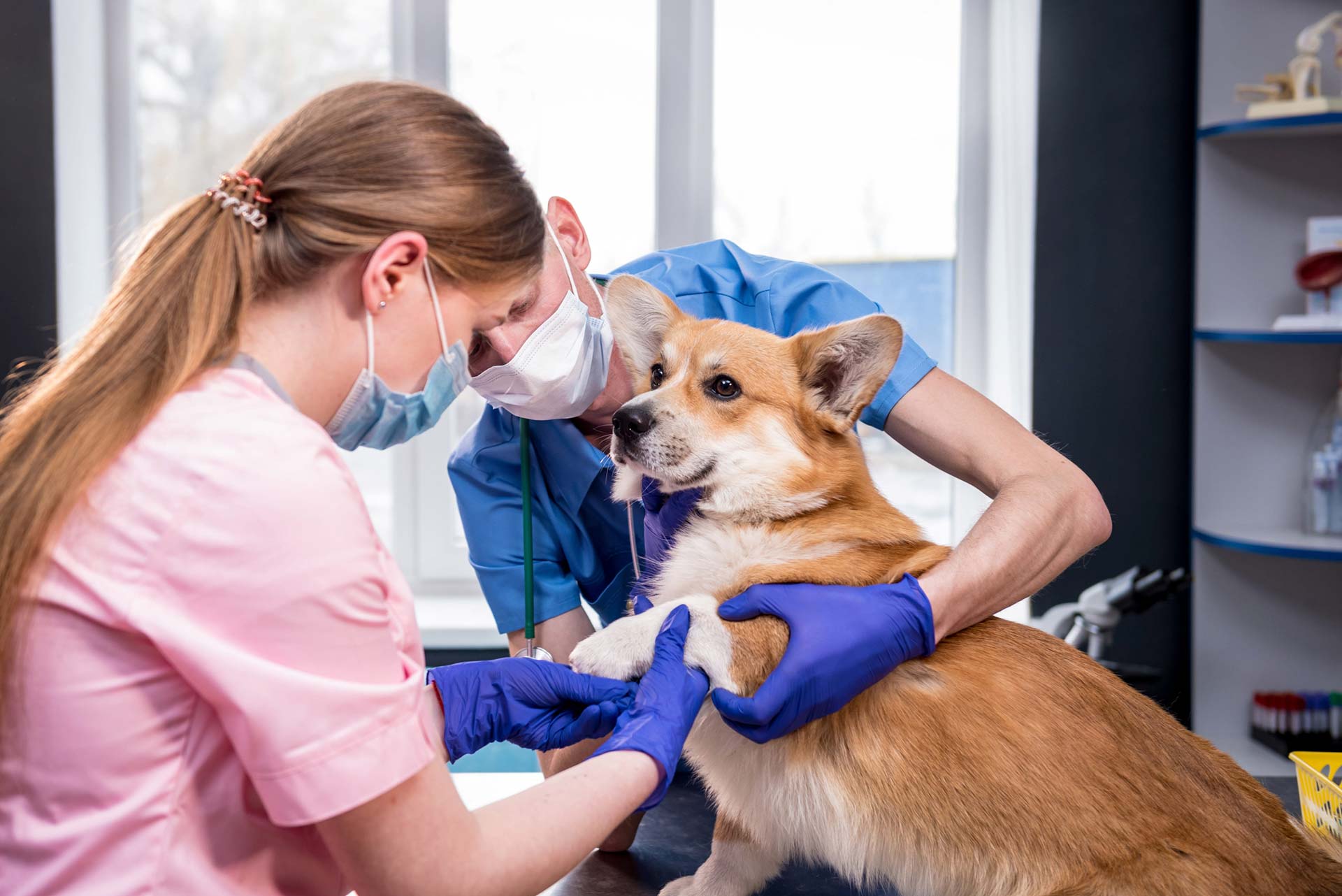 Medico veterinario | Roma, RM | Veterinaria Fleming